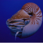 Order of the Nautilus