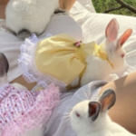 ʚ faerie boutiqué