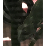 Reptiles/ Fnaf/ Hangout