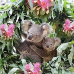 Koala group #####