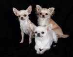 fans chihuahueños