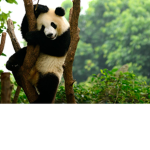 panda23