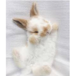 Epic Bunnies :3
