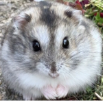 Fred hamster