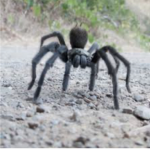 tarantulas :)