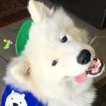 cool dog zone