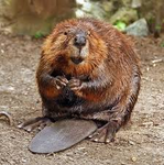 Beavers hangout