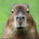 Capybara clan for Capybara ######