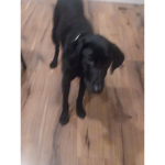 Maggie Run