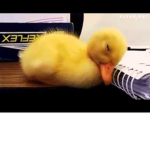 los patos suculentos