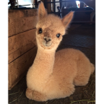 Lazy Lama Party