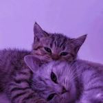 I <3 cats :)