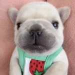 Pibble Unity Group Thumbnail