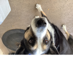 The best doggo