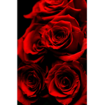 flores de color rojo