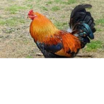Vengeful chickens