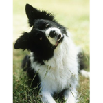 I love dogs...