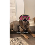 ¥Dog Nation¥