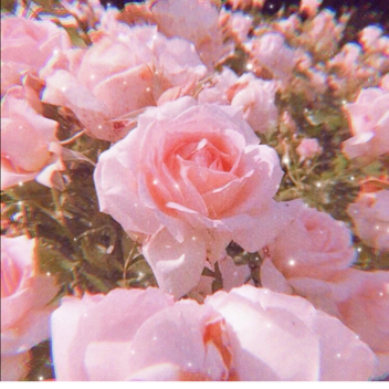 rose's garden