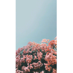 Donations/hangout