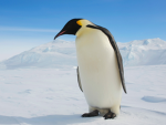 penguins enthusiast