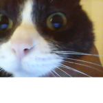 catty catty catty catty catty catty catty catty