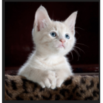 Kitty.kat