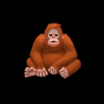Orangutan’s United.