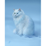 snow cat and piggy