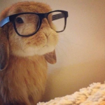 ≭ dollylooks ≭
