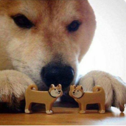 Doge hang out