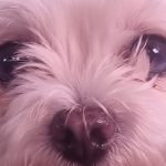R O M
