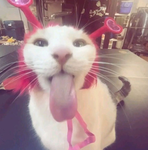 Cusom'