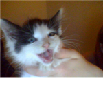 Tiny Teh Kitten :D