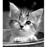La Team Qui Aime Les Chat