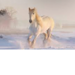Double Take Stables