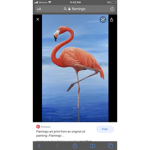 The group of flamingos