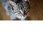 The cat group awesome