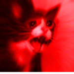 Cat's Rule!