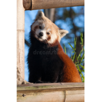 The redpandas that are cool