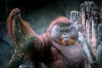 monke group123