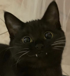 kitty fangz !