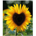 SUNFLOWER.SQUAD.