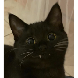 [SWORD FIGHT VC] poasia homestore