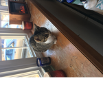 Cleopatras group it’s my cat