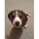 Beagle fan club :>