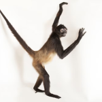 Spider Monkey Inc
