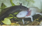 RIP ELAP’S AXOLOTL GROUP