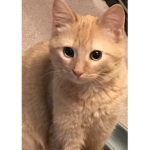 Apricot cat peeps