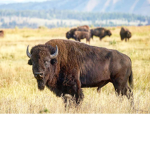 The Space Buffalos